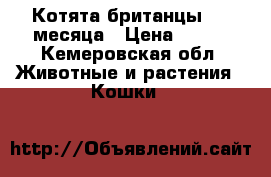 Котята британцы 1,5 месяца › Цена ­ 500 - Кемеровская обл. Животные и растения » Кошки   